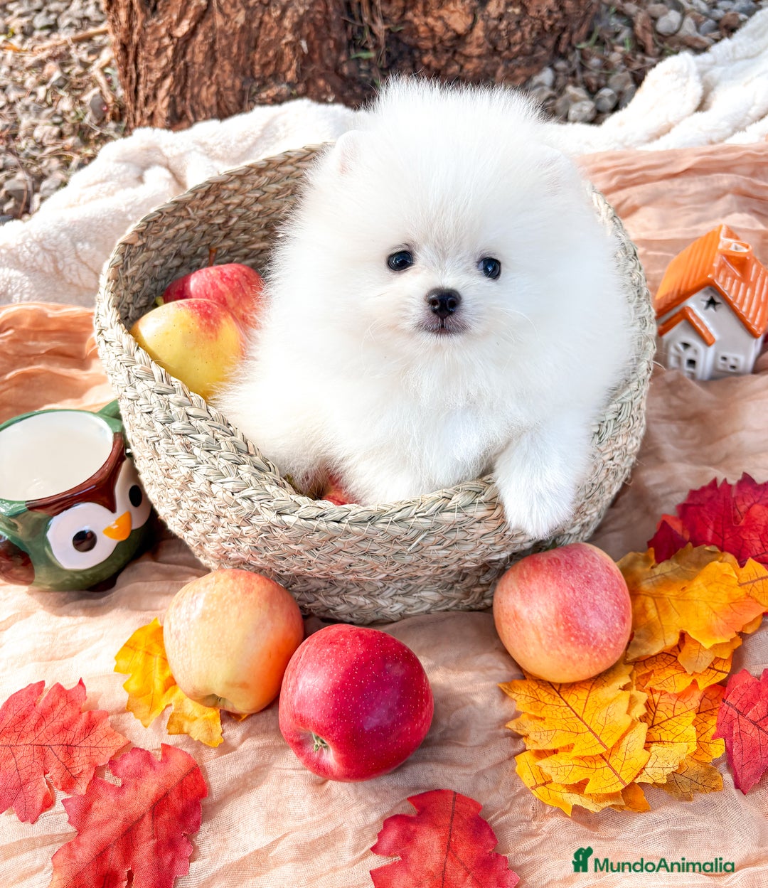 Pomerania perros en venta: Pomerania Blanco, cría familiar - Anuncio 3