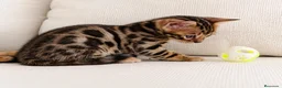 Bengalí gatos en venta: BENGALÍ  - Anuncio 3