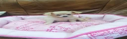 Chihuahua perros en venta: CHIHUAHUA TOY  - Anuncio 9