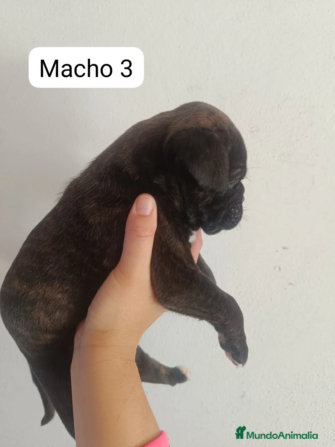 Boxer perros en venta: Boxer  - Anuncio 2