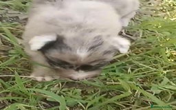 Border Collie perros en venta: ULTIMO Border collie merle - Imagen 2