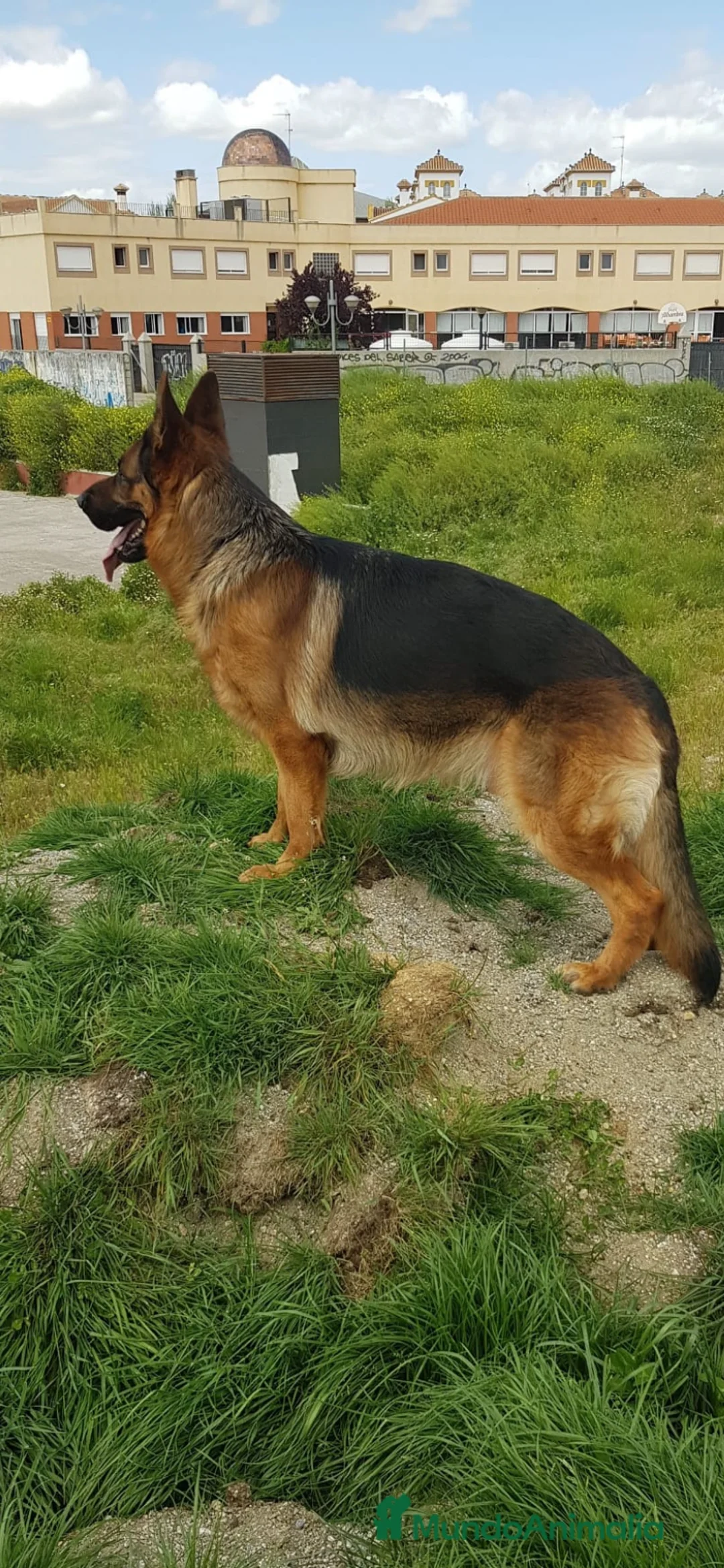 Pastor Alemán perros en venta: Pastor aleman hembra - Anuncio 1