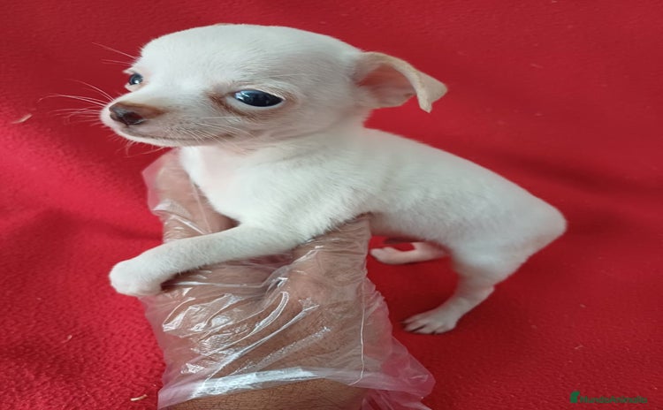 Chihuahua perros - Anuncio 18