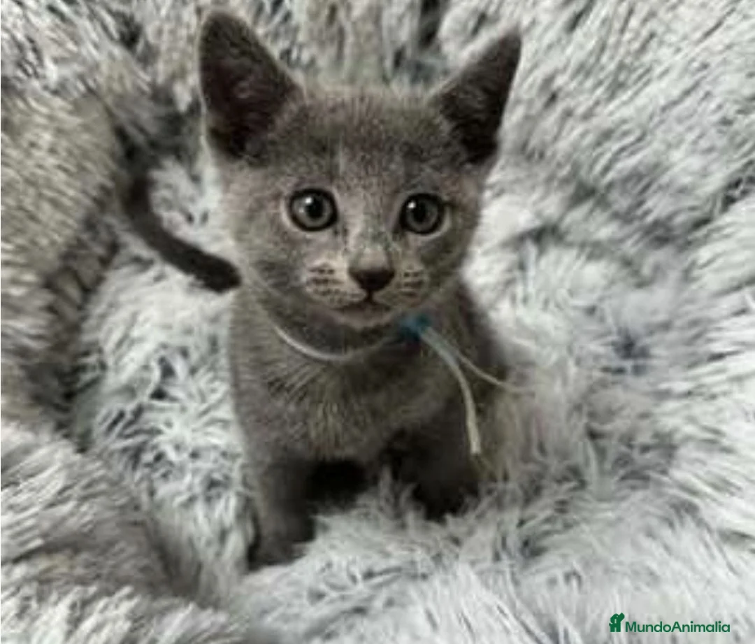 Azul Ruso gatos en venta: Azul ruso - Anuncio 2