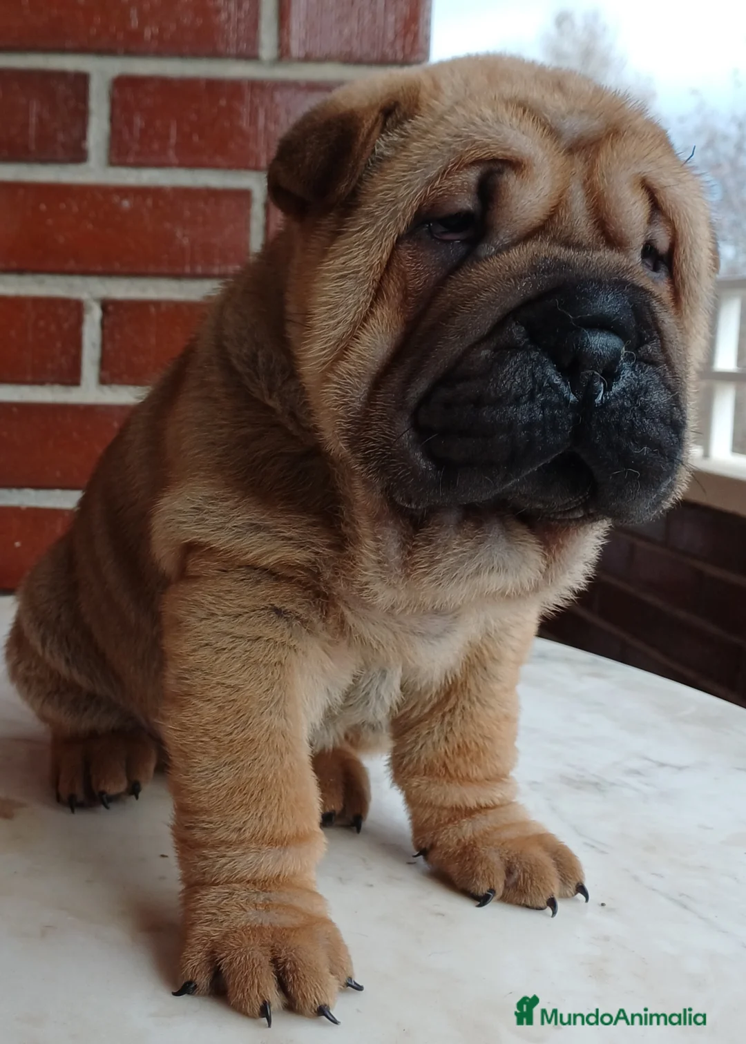 Shar Pei perros en venta: EXCELENTE CAMADA DE SHAR PEI - Anuncio 3