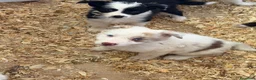Border Collie perros en venta: Borde collie  - Anuncio 5