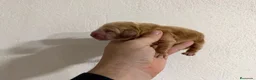 Cocker Spaniel Inglés perros en venta: cocker spaniel  - Anuncio 1
