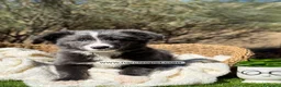 Border Collie perros en venta: BORDER COLLIE BLUE - Anuncio 5