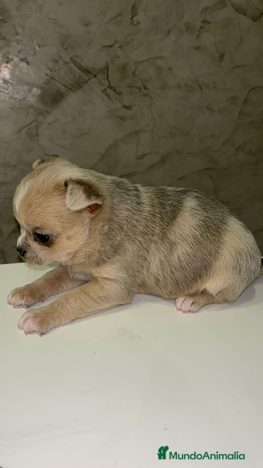 Chihuahua perros en venta: Chihuahua toy macho - Anuncio 3