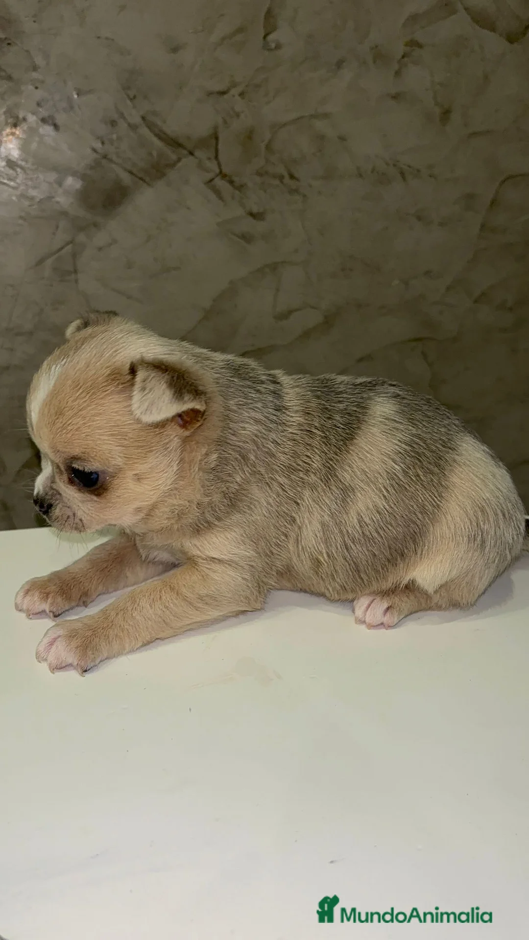 Chihuahua perros en venta: Chihuahua toy macho - Anuncio 3
