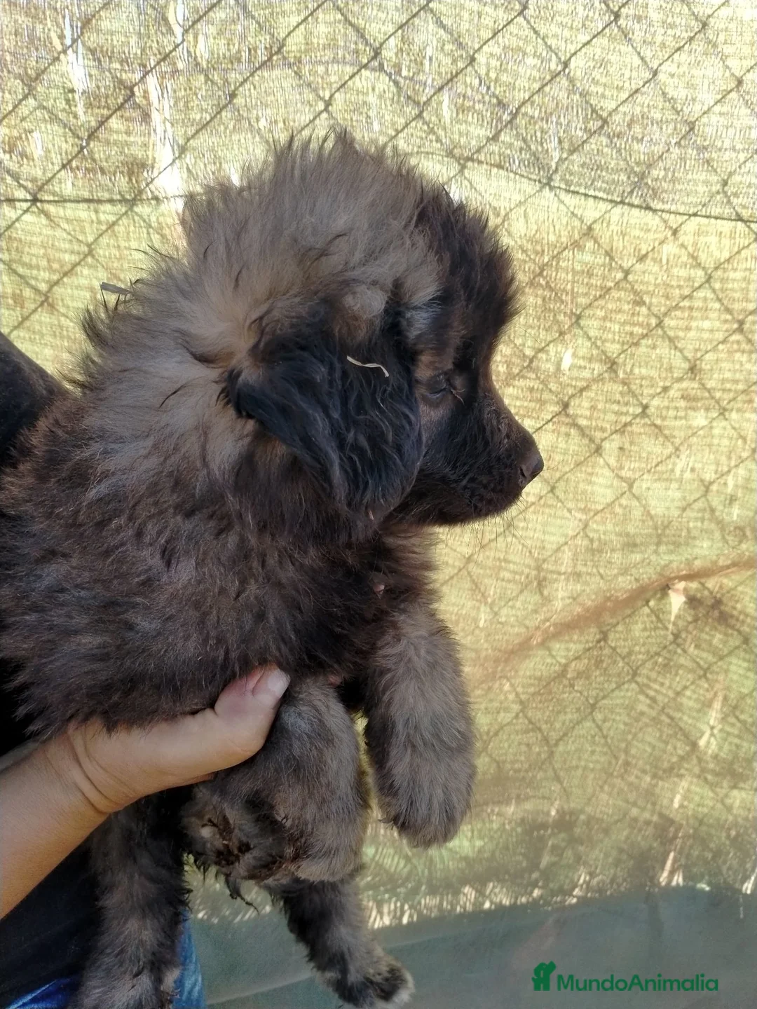 Pastor del Cáucaso perros en venta: Caucasos - Anuncio 2