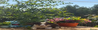 Border Collie 4