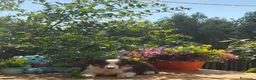Border Collie perros en venta: Border collie chocolate  - Anuncio 4