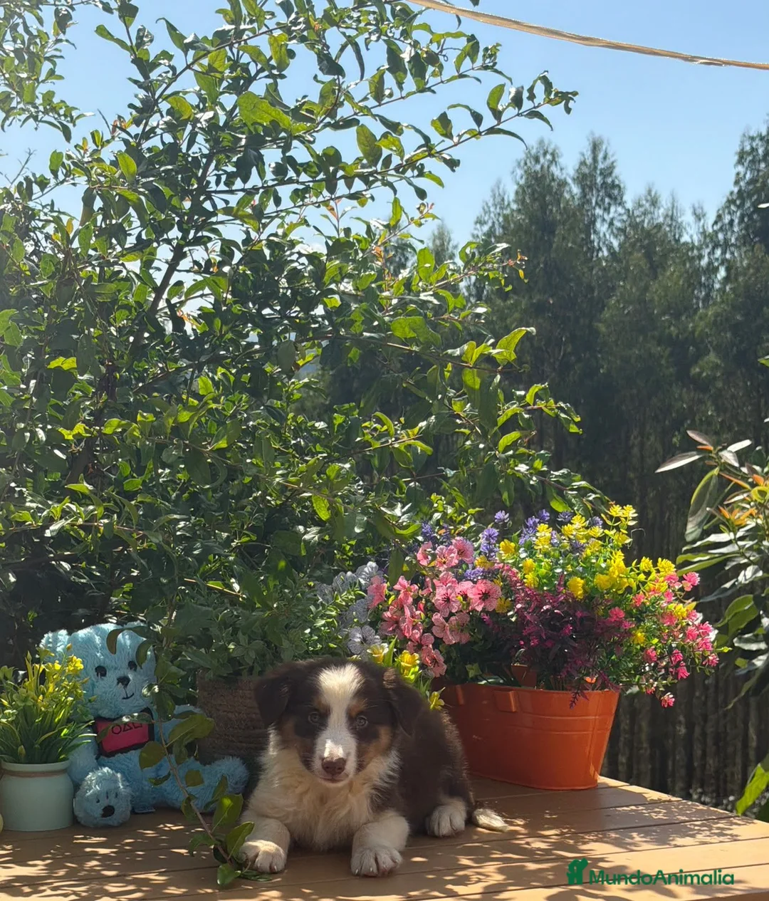 Border Collie perros en venta: Border collie chocolate  - Anuncio 4