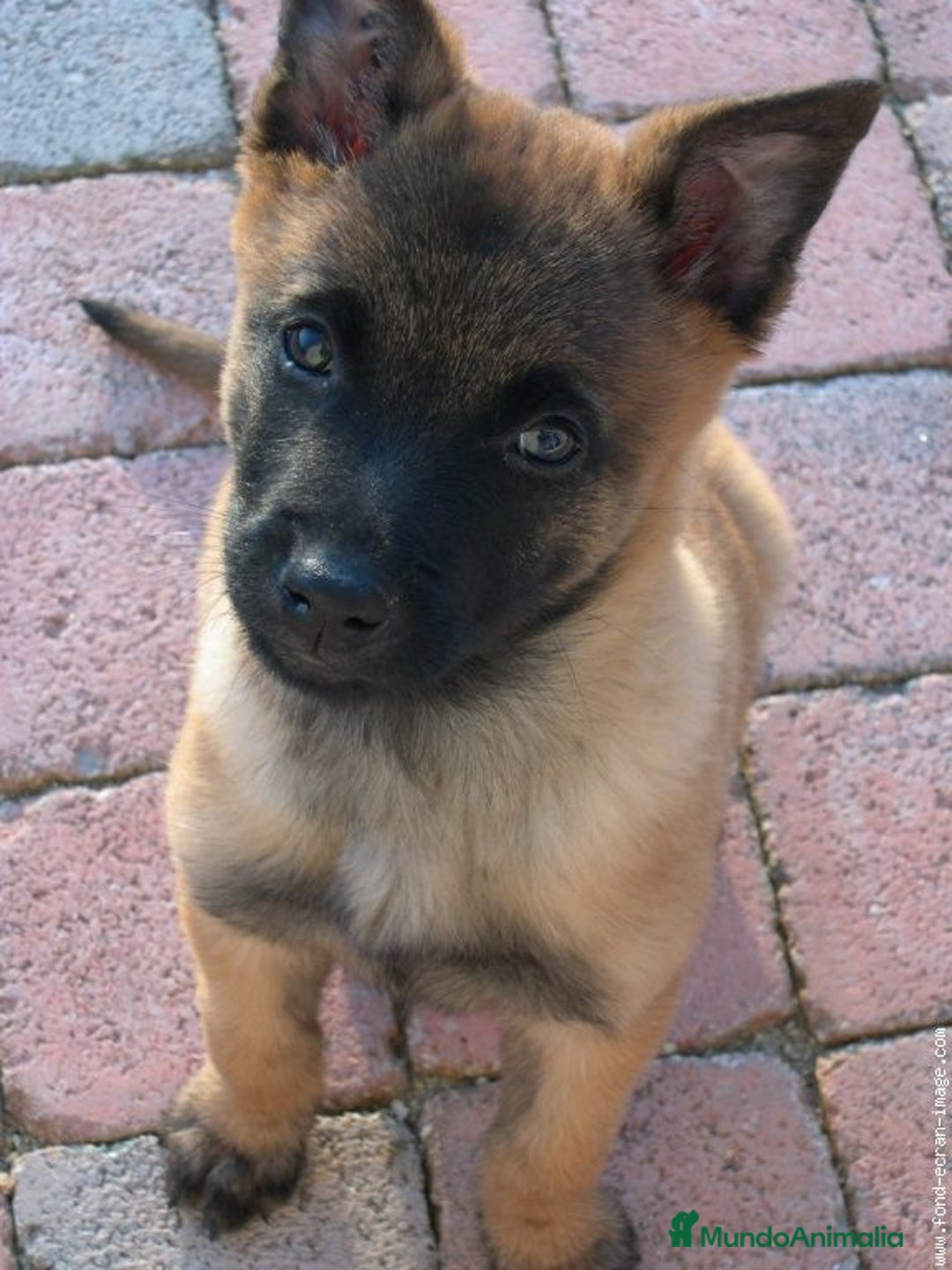 Pastor Belga Malinois perros en venta: MALINOIS - Imagen 1