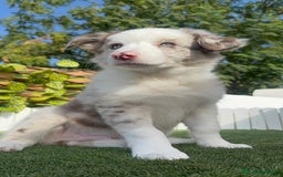 Border Collie perros en venta: BORDER COLLIE MERLE MACHO - Imagen 2