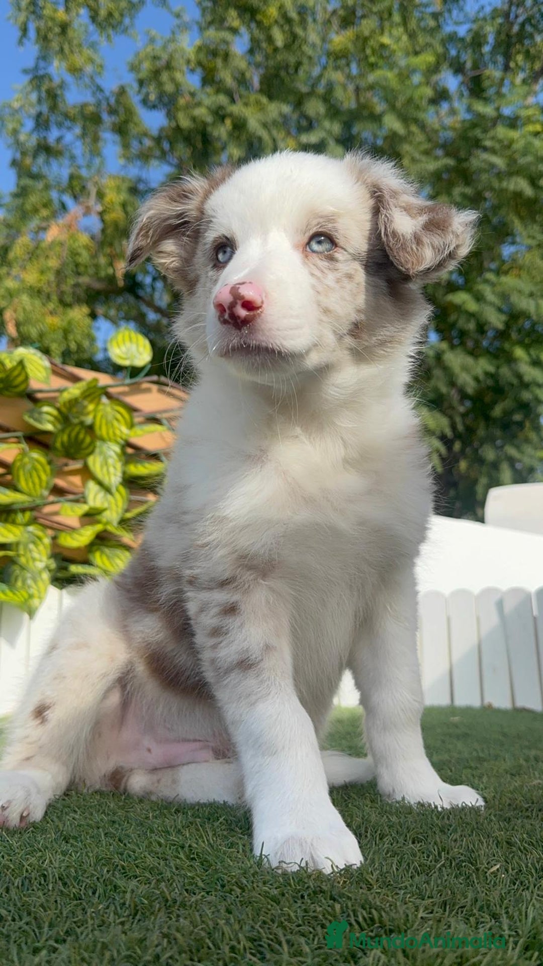 Border Collie perros en venta: BORDER COLLIE MERLE MACHO - Imagen 2