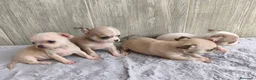 Chihuahua perros en venta: CHIHUAHUA - Anuncio 3