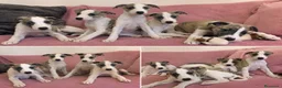 Whippet perros en venta: WHIPPET ESPAÑA  - Anuncio 1