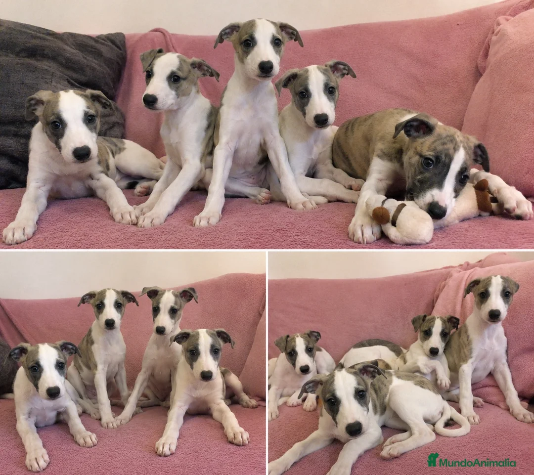 Whippet perros en venta: WHIPPET ESPAÑA  - Anuncio 1