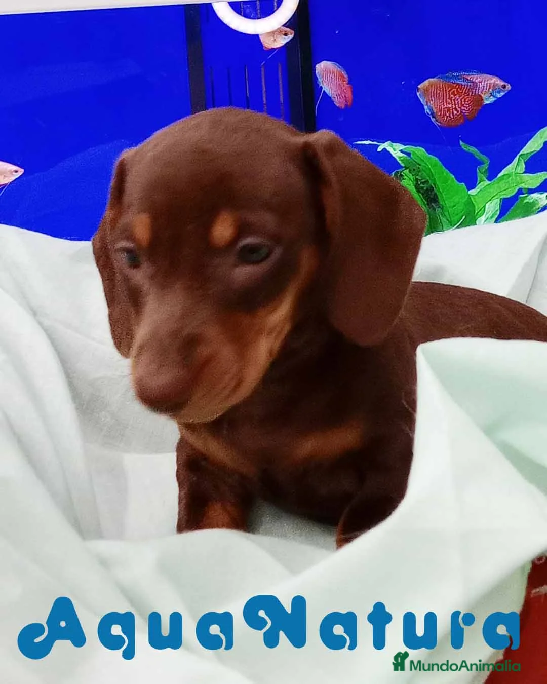 Teckel perros en venta: Teckel Hembra de Kily y Tilo 7008 - AQUANATURA en Barcelona - Anuncio 6