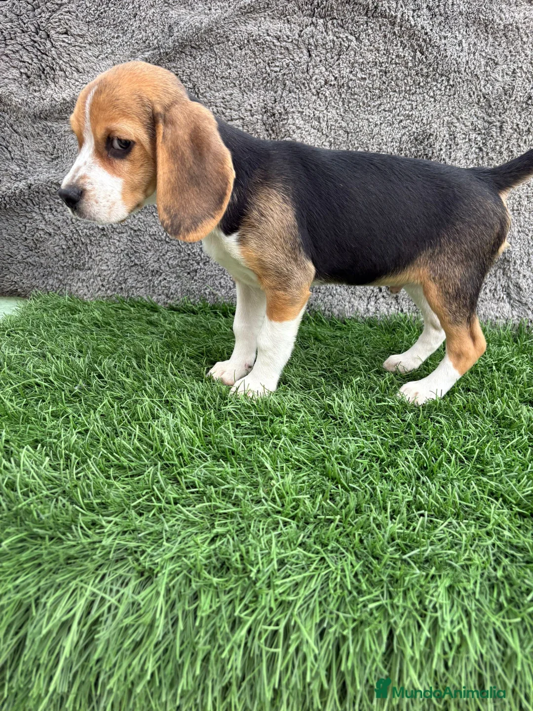 Beagle perros en venta: Precioso macho de Beagle  - Anuncio 7