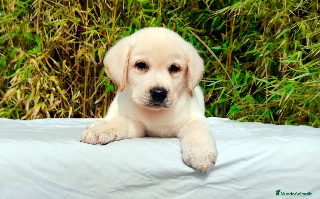 Labrador Retriever perros en venta: LABRADOR - Anuncio 2