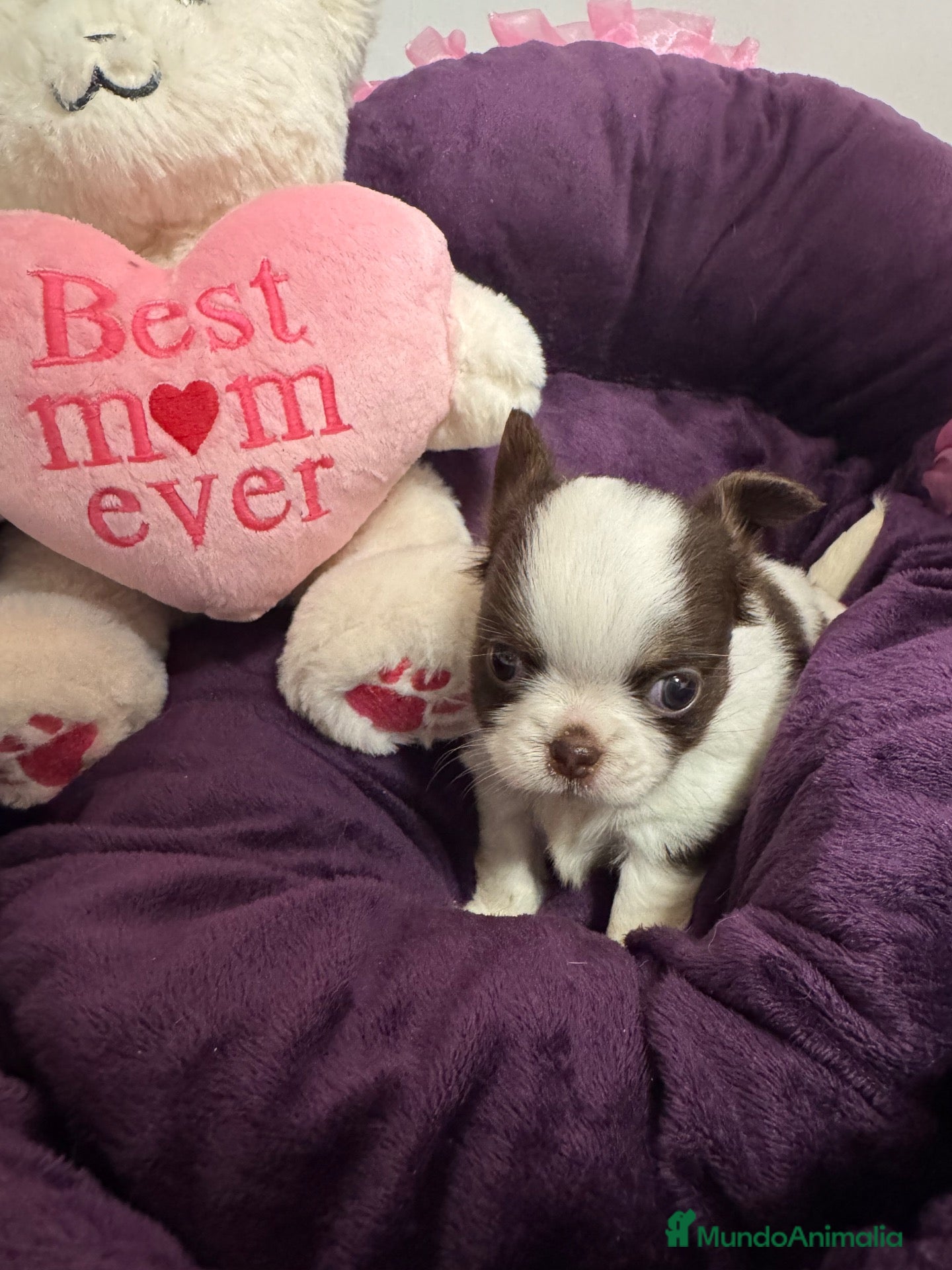 Chihuahua perros Chihuahua pelo largo línea rusa - Anuncio 1