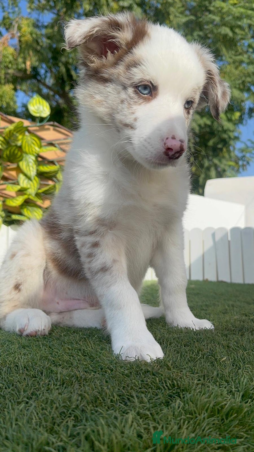 Border Collie perros en venta: BORDER COLLIE CHOCOMERLE - Imagen 15