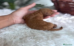 Caniche Toy perros en venta: CANICHE TOY ROJA - Imagen 5
