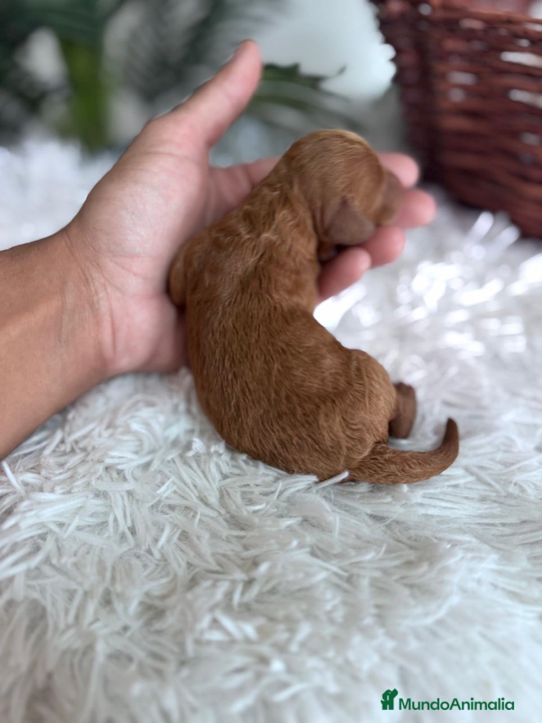 Caniche Toy perros en venta: CANICHE TOY ROJA - Imagen 5
