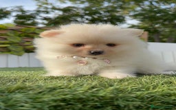 Pomerania perros en venta: POMERANIA HEMBRA - Imagen 6