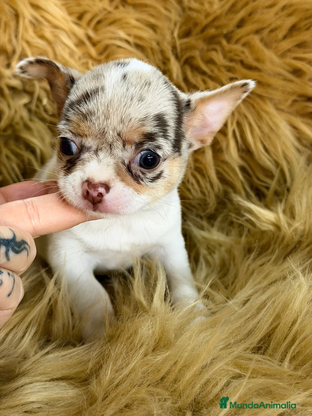 Chihuahua perros en venta: CHIHUAHUA MERLE MACHO - Anuncio 4
