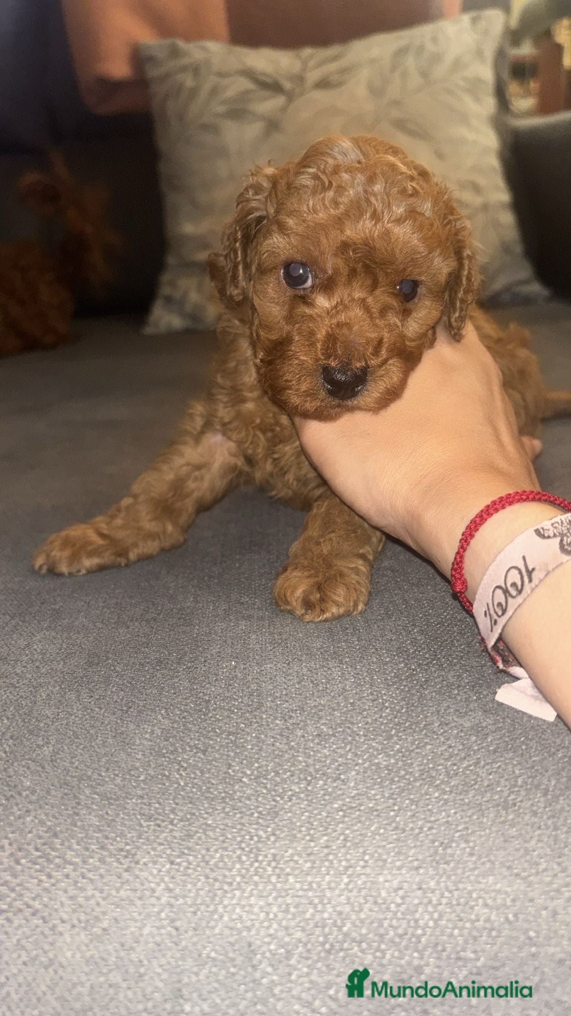Caniche Toy perros en venta: Caniche toy  - Anuncio 3