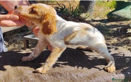 Épagneul Breton perros en venta: CACHORROS DE ESPAGNEULS BRETON  - Imagen 4