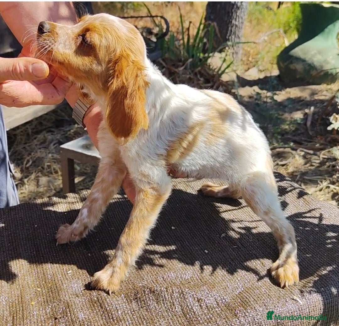 Épagneul Breton perros en venta: CACHORROS DE ESPAGNEULS BRETON  - Imagen 4