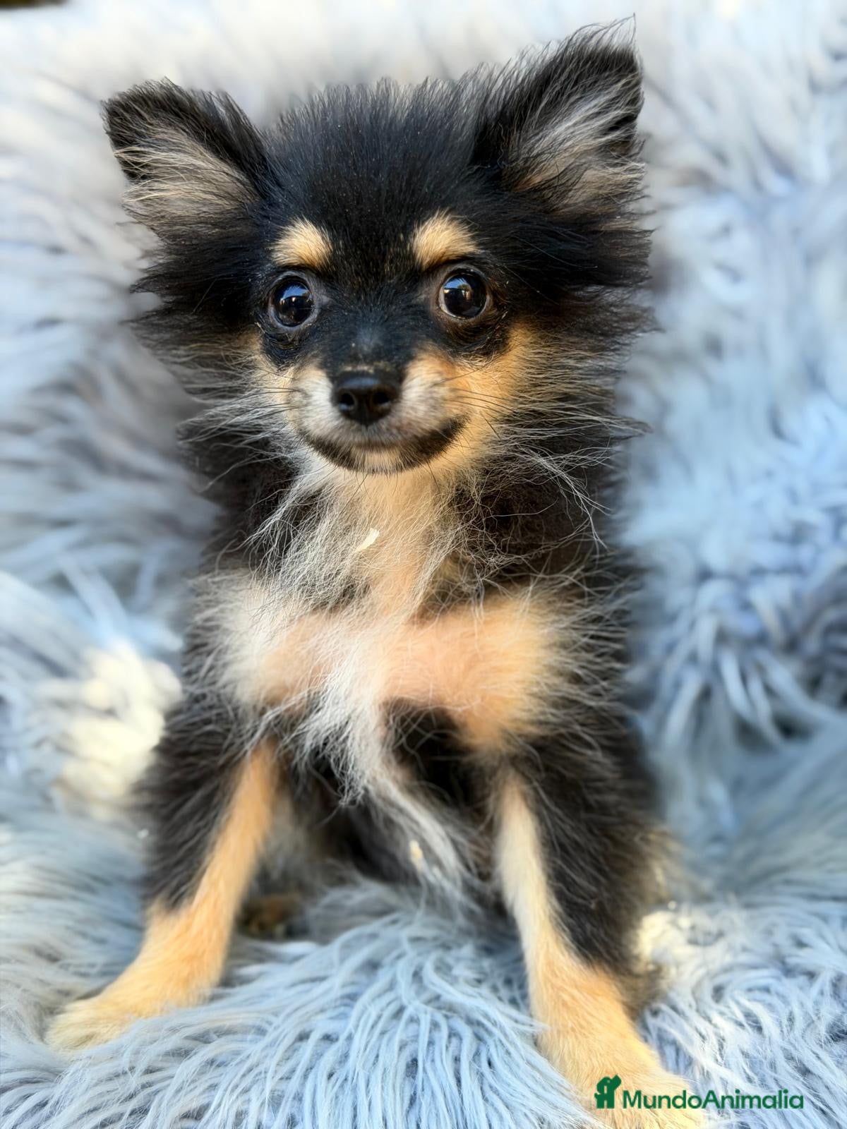 Pomerania perros Precioso pomerania💙🐾 - Anuncio 1