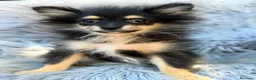 Pomerania perros en venta: Precioso pomerania💙🐾 - Anuncio 1