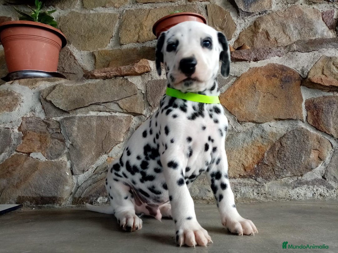 Dálmata perros en venta: Dalmata macho  - Imagen 5
