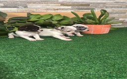 Chihuahua perros en venta: Chihuahua merle  - Anuncio 2