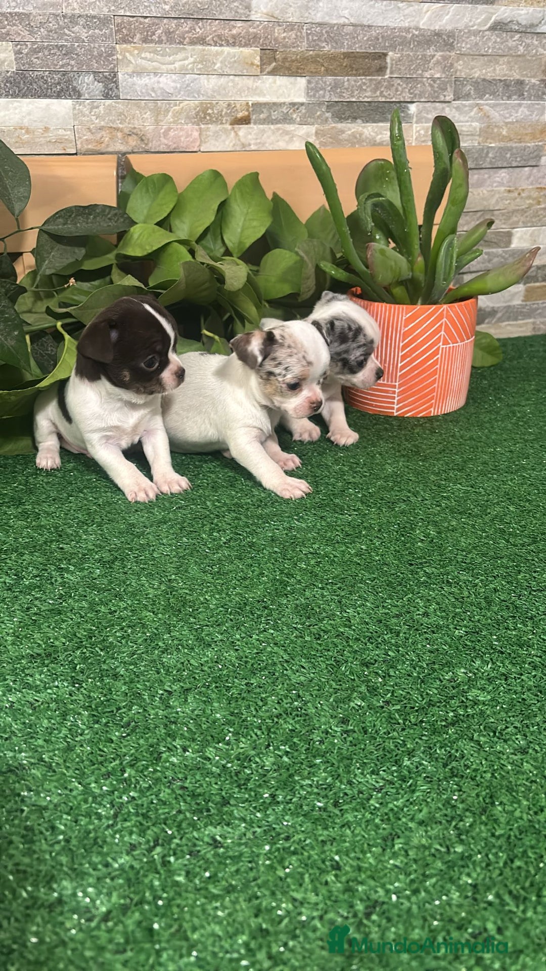 Chihuahua perros en venta: Chihuahua merle  - Anuncio 2