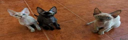 Devon Rex gatos en venta: Preciosos cachorros Devon Rex - Anuncio 9