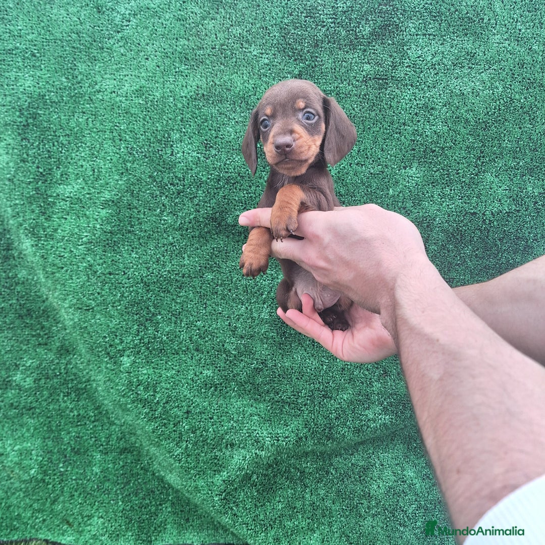 Teckel Miniatura perros en venta: TECKEL KANINCHEN MINIATURA  - Anuncio 1