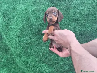 Teckel Miniatura perros TECKEL KANINCHEN MINIATURA - Anuncio 20