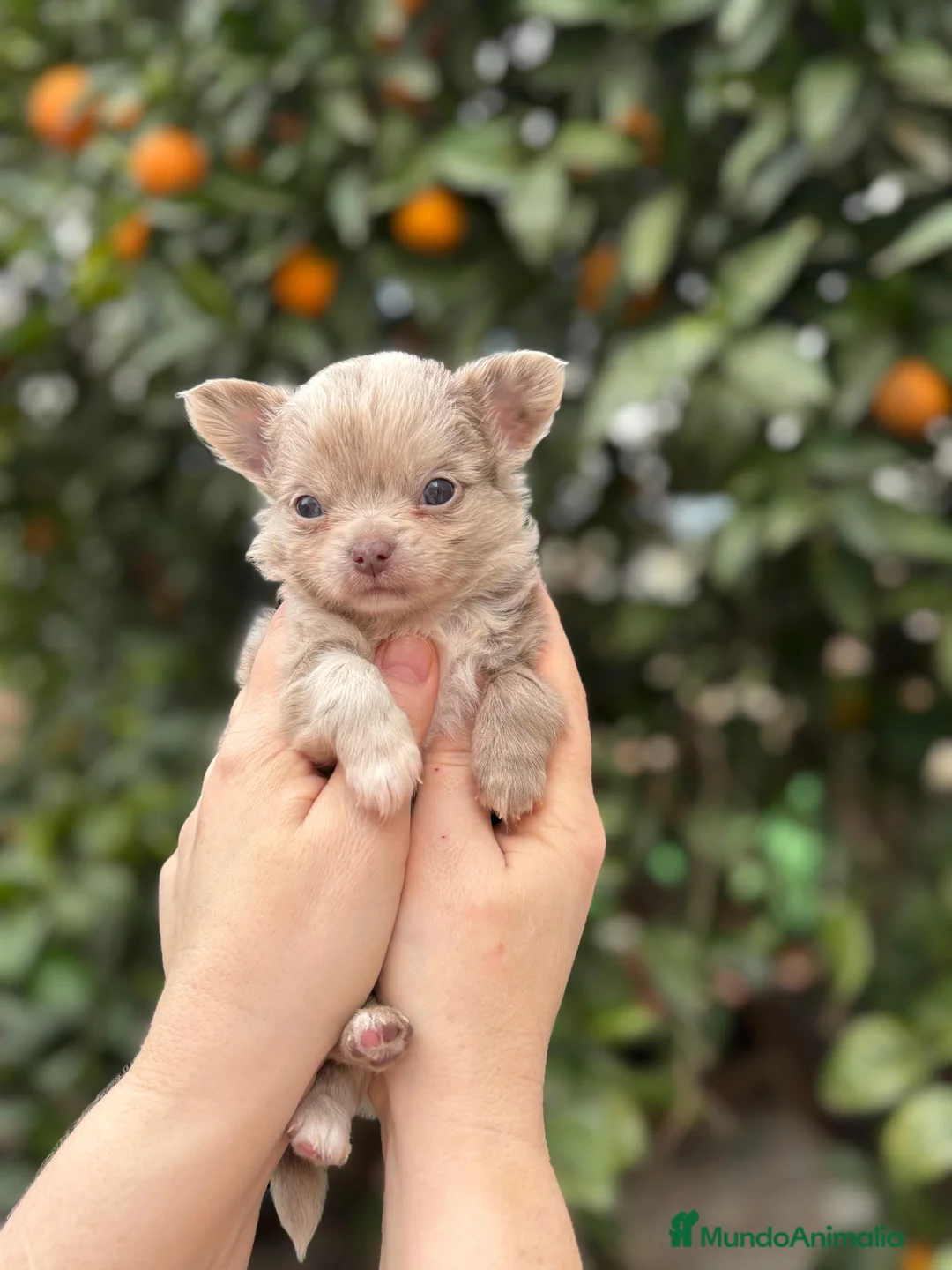Chihuahua perros en venta: Macho línea rusa pelo largo  - Anuncio 1