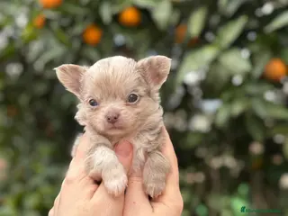 Chihuahua perros Macho línea rusa pelo largo - Anuncio 1