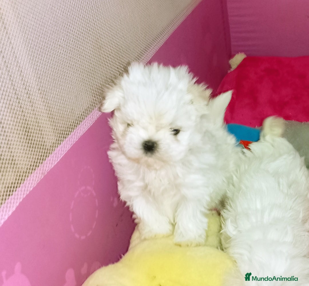 Bichón Maltés perros en venta:  🌟 BICHÓN MALTÉS LÍNEA COREANA · EXCELENCIA  - Anuncio 1