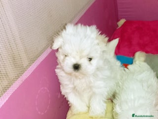 Bichón Maltés perros 🌟 BICHÓN MALTÉS LÍNEA COREANA · EXCELENCIA - Anuncio 1