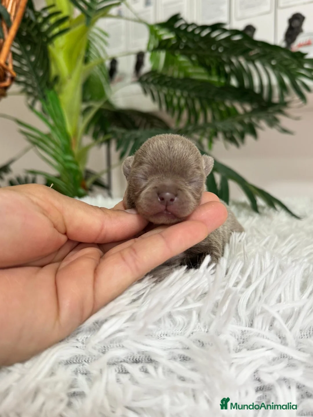 Chihuahua perros en venta: CHIHUAHUA LILAC MACHO - Anuncio 7