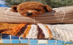 Caniche Toy perros en venta: CANICHES EXCLUSIVOS - Anuncio 3